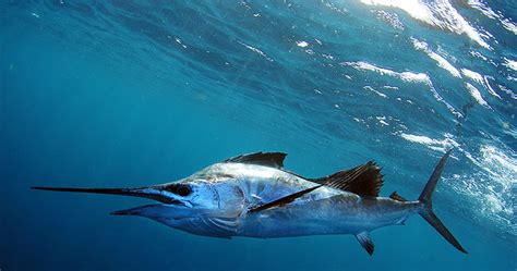 how fast does a marlin swim how might the speed of a marlin compare to other marine creatures